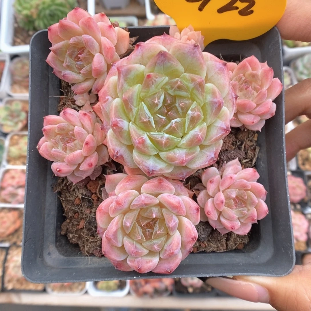 糖心粉魄群生3922号