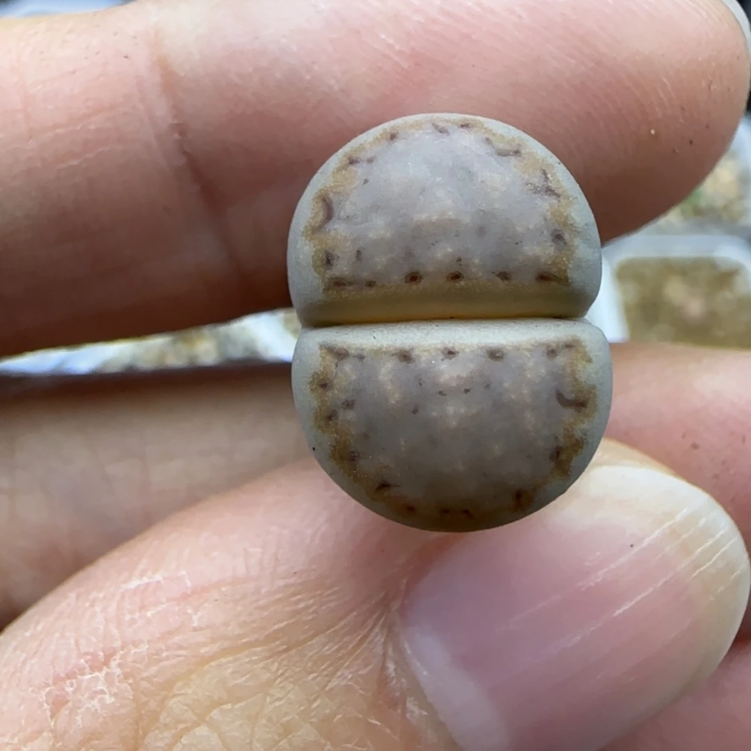 17金边饼干清框福利30包邮