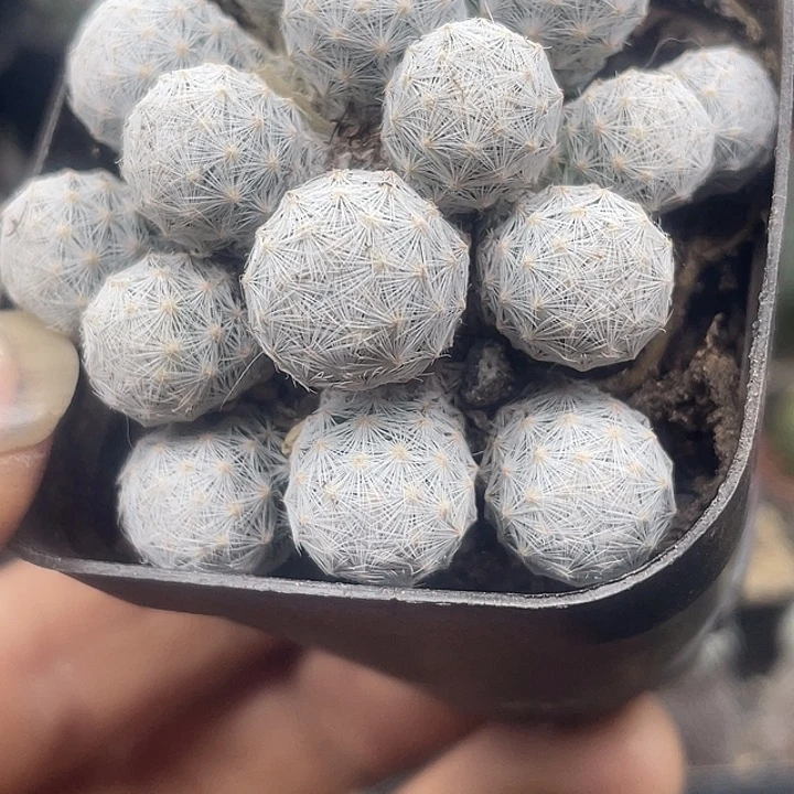 姬春星一盆发货包邮