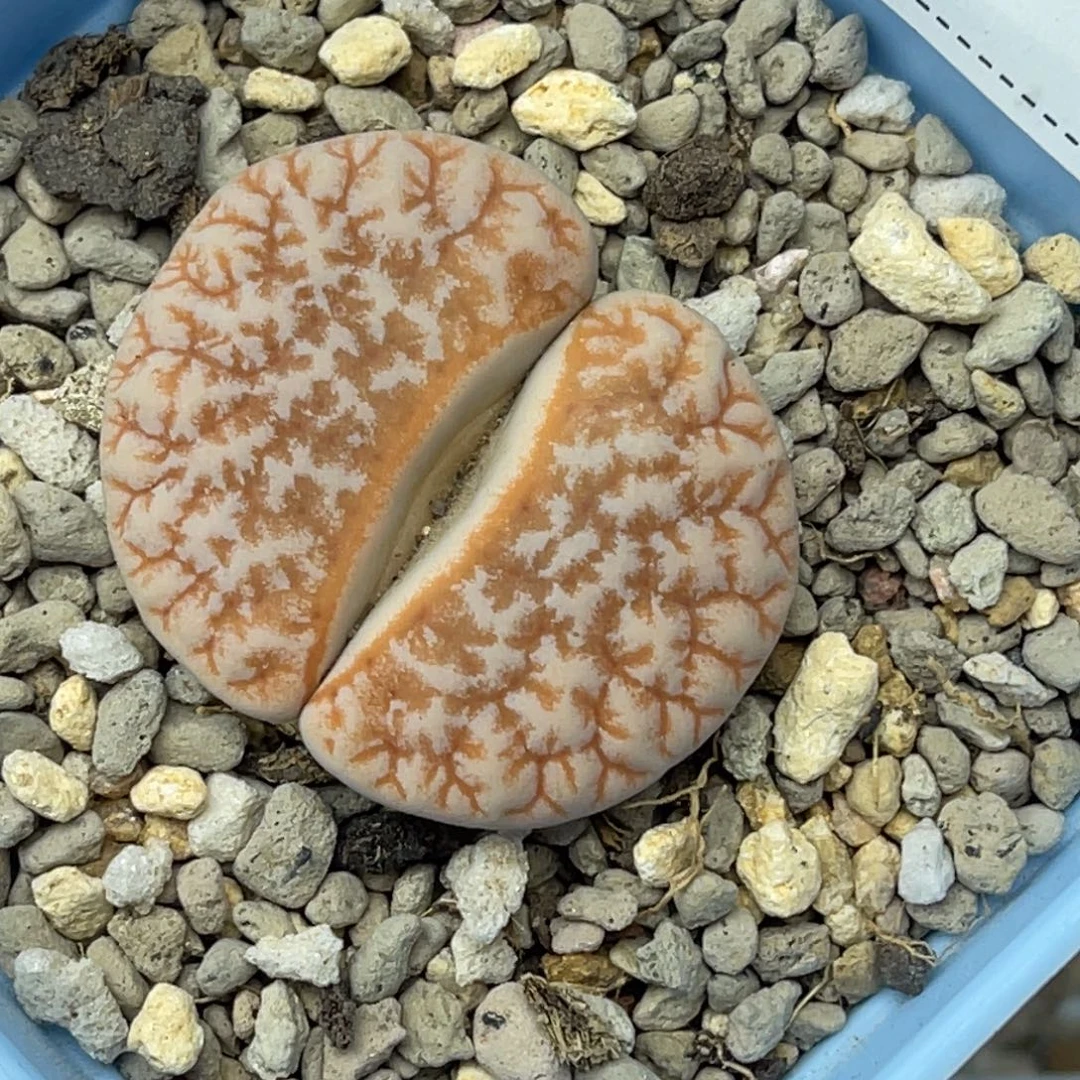 9718拿铁尺寸3.3岛田
