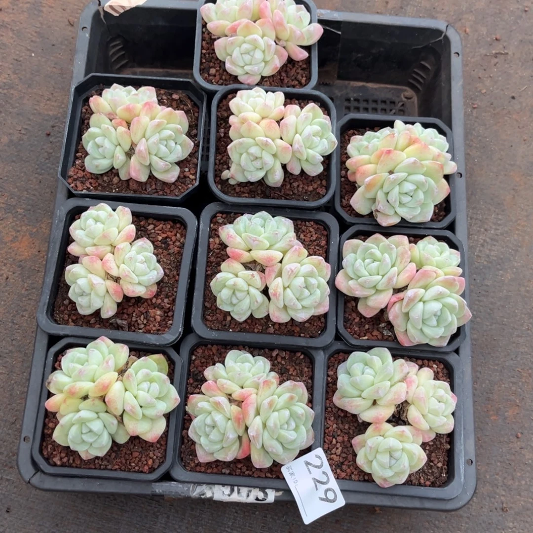 三***忆229号新疆西藏内蒙古不包邮的