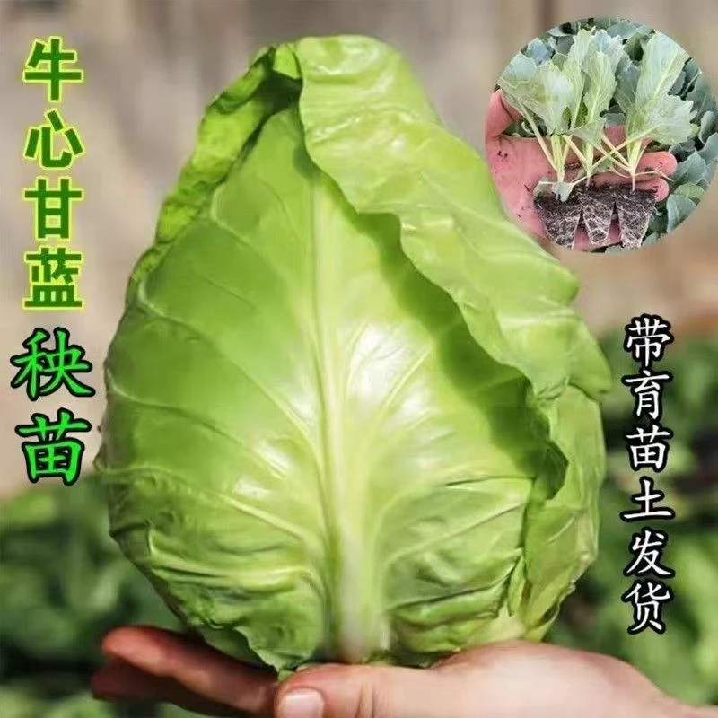 牛心包菜苗牛心甘蓝苗蔬菜四季菜苔种子四季都植物能种包心菜