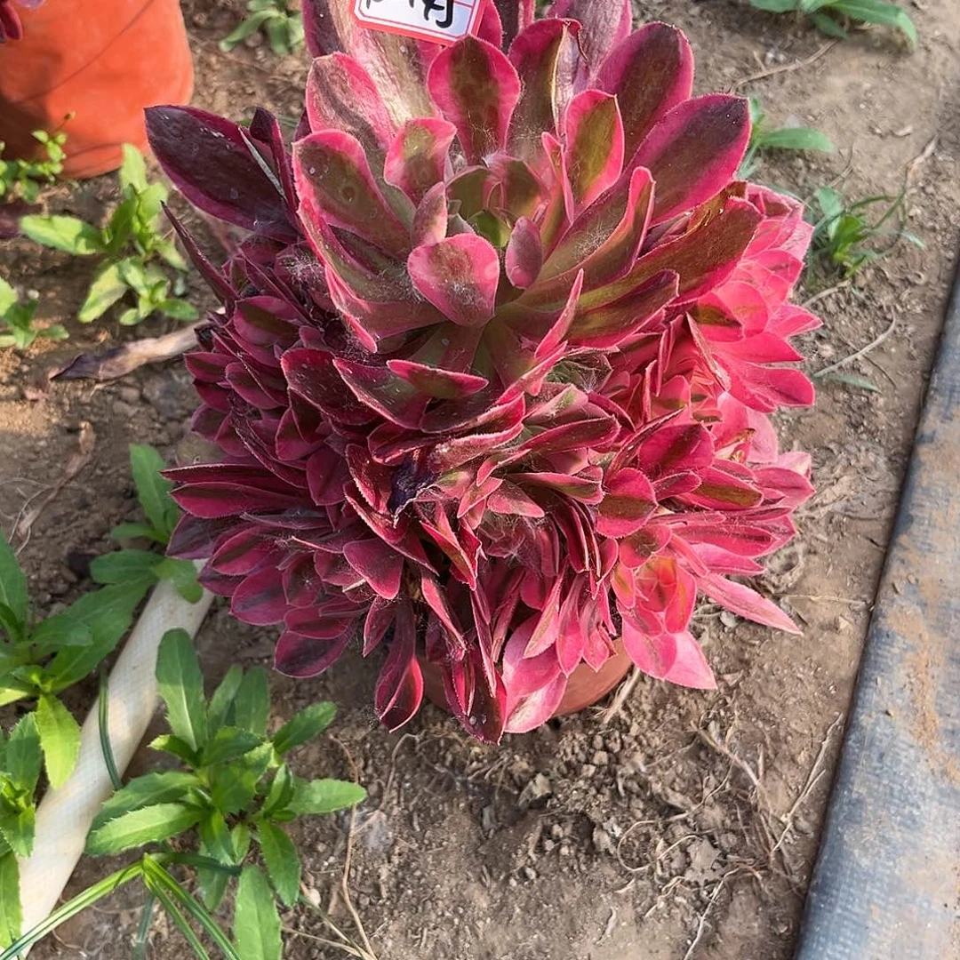 10-145女巫地理满20包邮