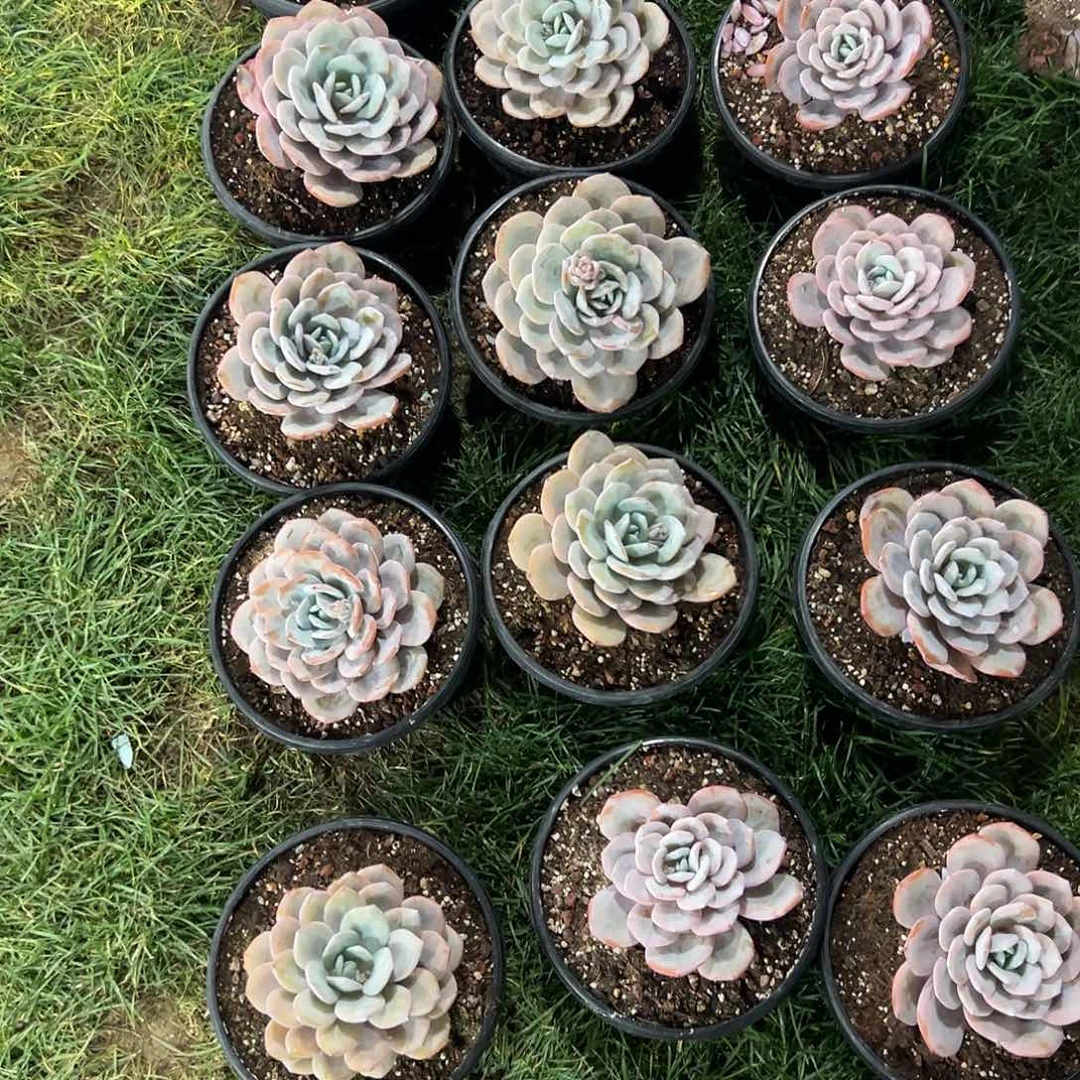 黄***?226-41奶茶组合7颗多肉