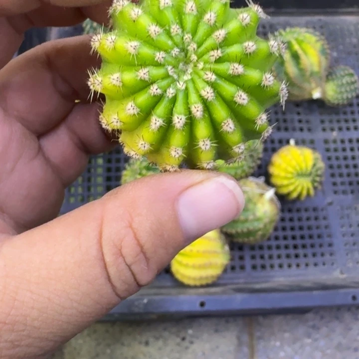 302彩草浓桃金筋歪无根侧牙4公分左右，20包邮