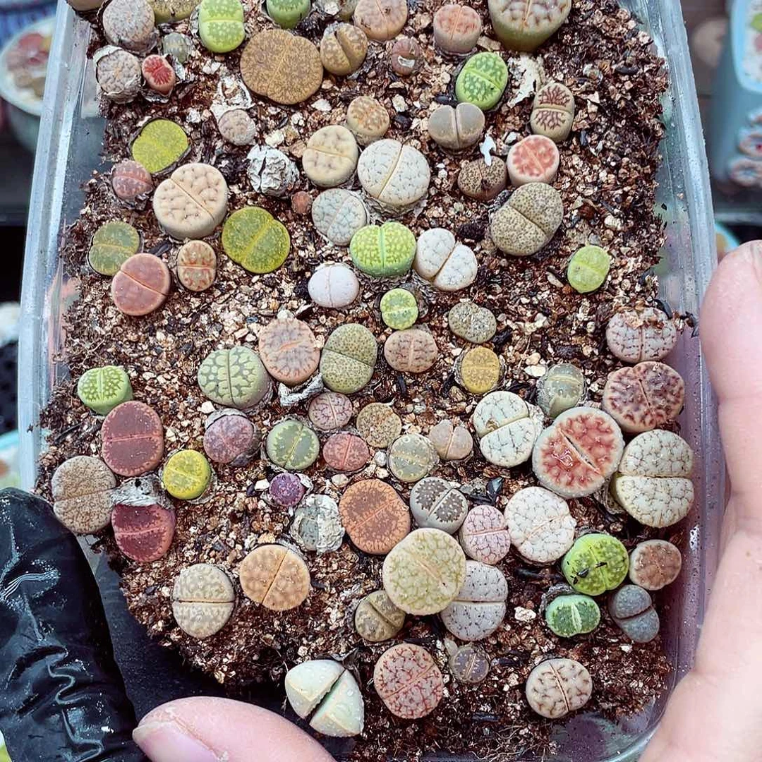生石花18包邮0924-35