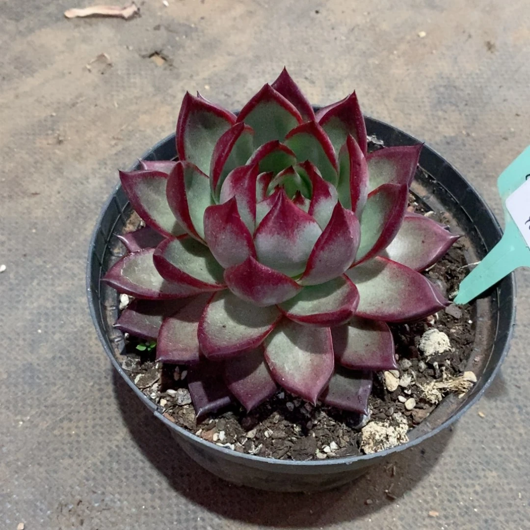 如*欣福利特价1.18