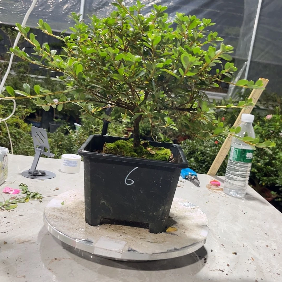 皋月杜鹃单瓣樱镜