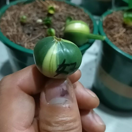 浮***笙无花朵君子兰小苗君子兰小苗君子兰