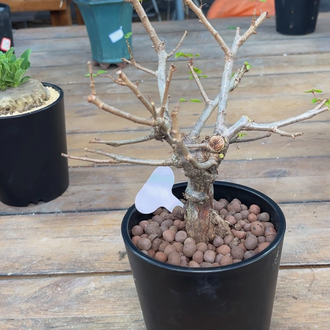 奥比克Zzzzzzzzzzzzzzz