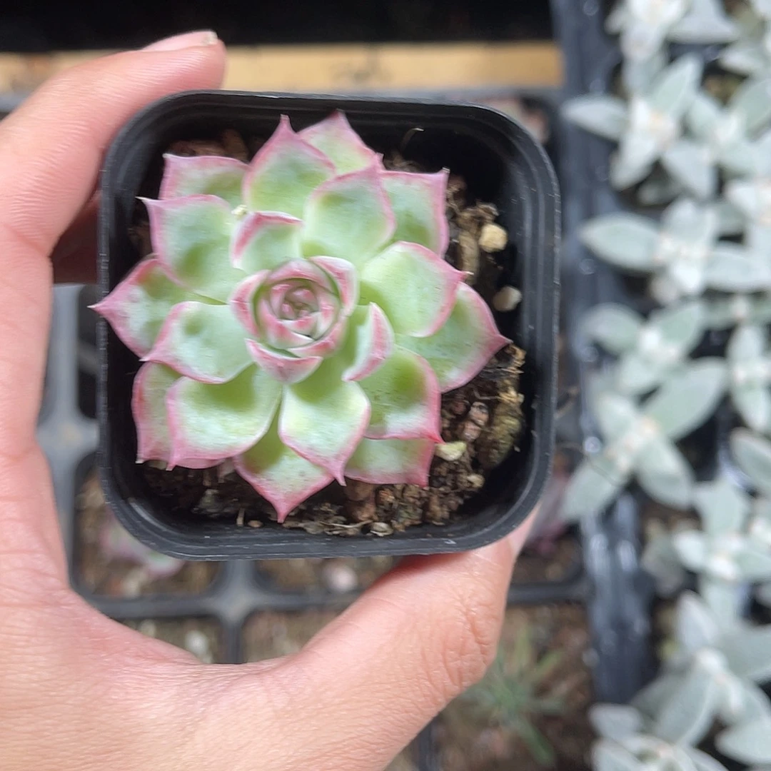 精品带盆土发侧影