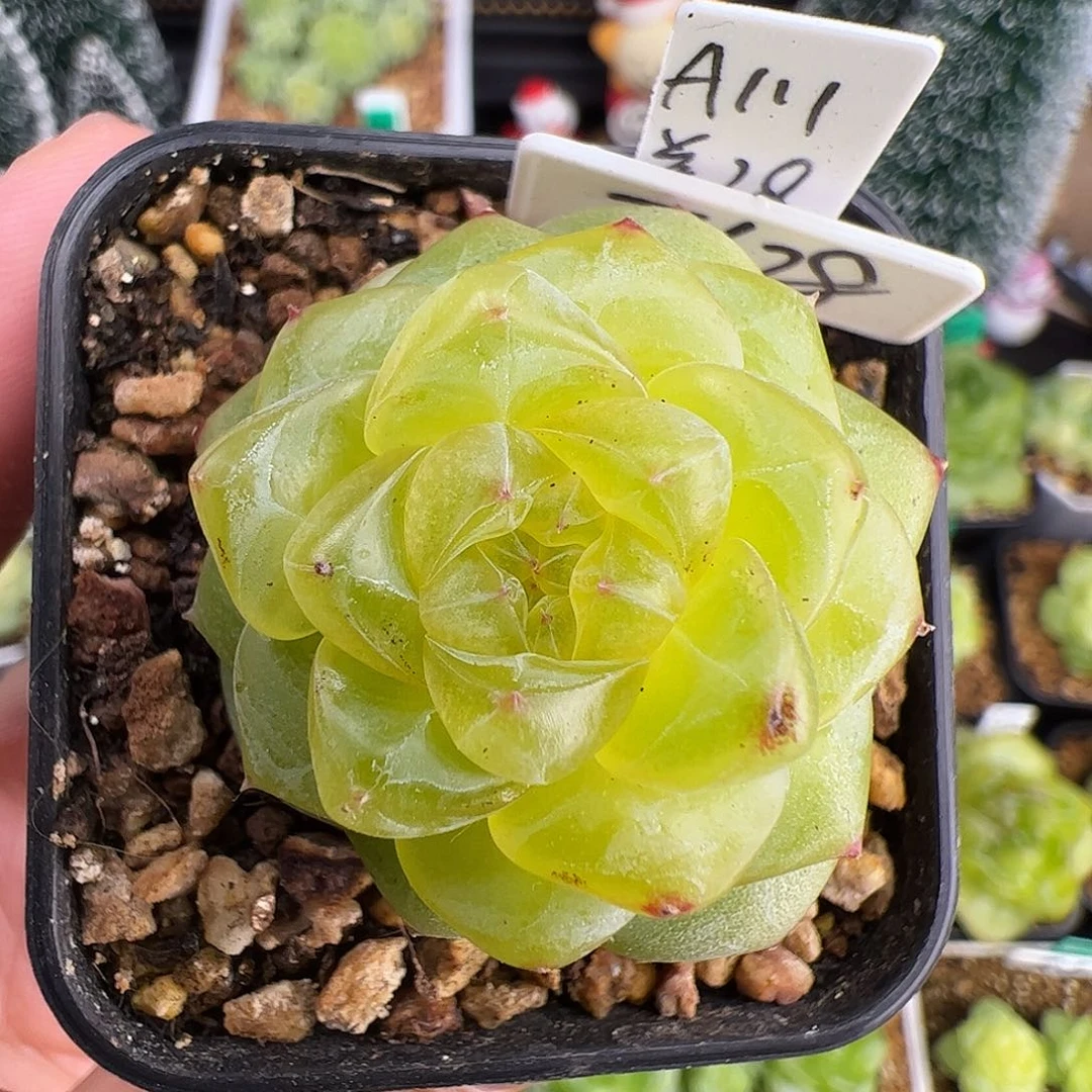 A111,单头甜心628