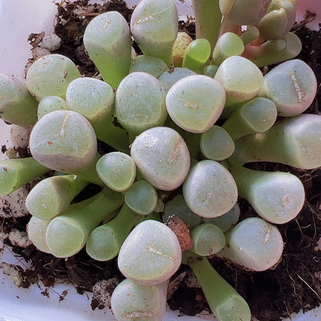 五十铃玉19包邮植物