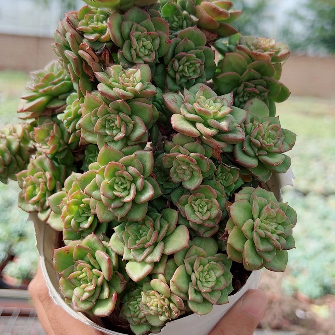黄金蜡牡丹多头群生老桩