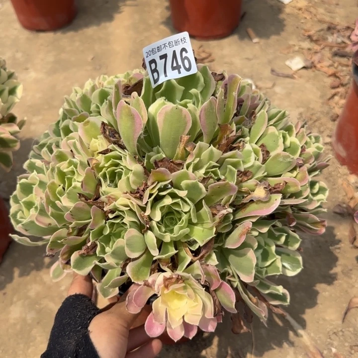 白凤……多肉植物……