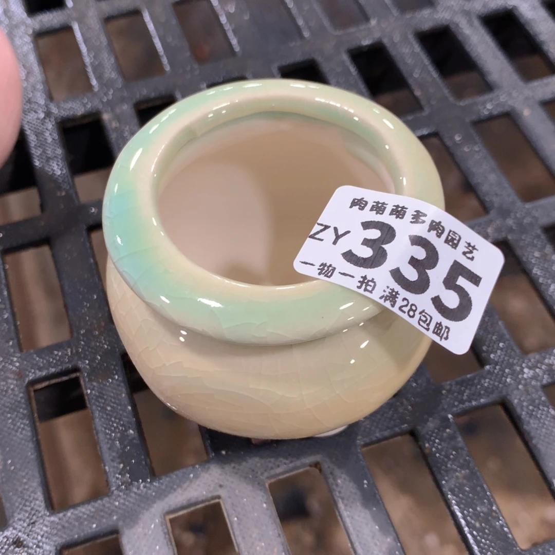 肉萌萌拇指盆精控多肉ZY335