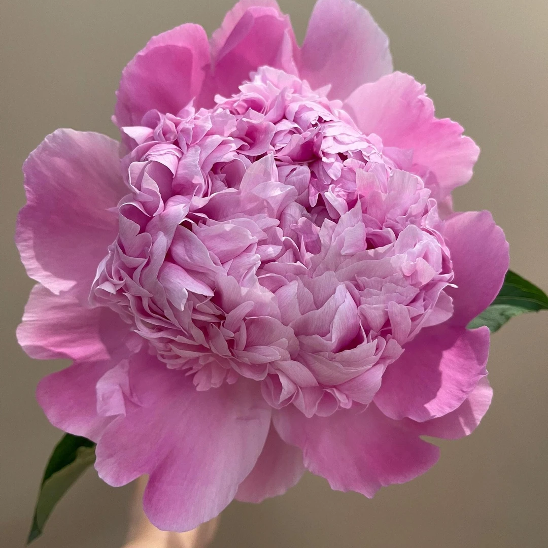 【蓝富士】绣球状重瓣进口芍药鲜切花粉蓝色山东菏泽芍药基地直发