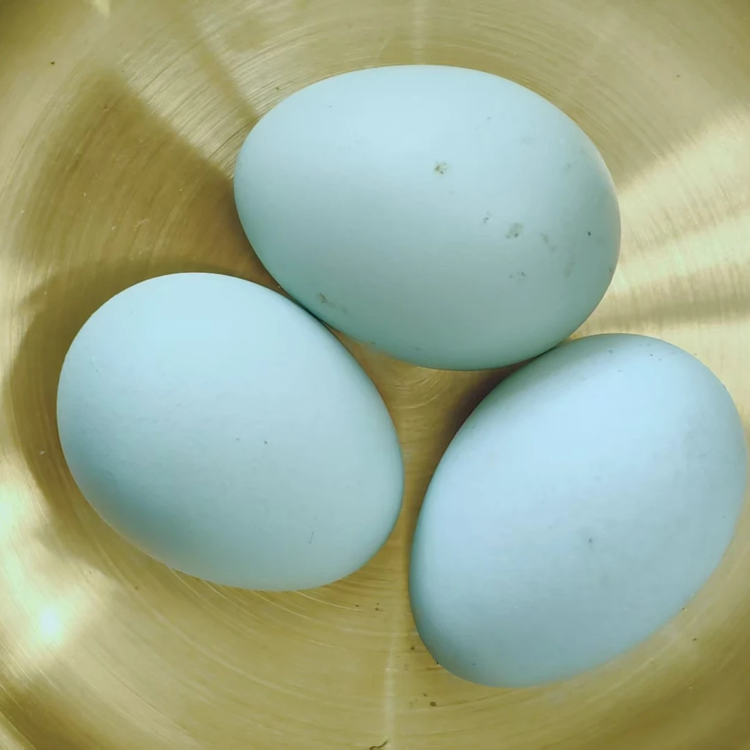 冉家山五谷杂粮散养剑门关五黑土鸡蛋