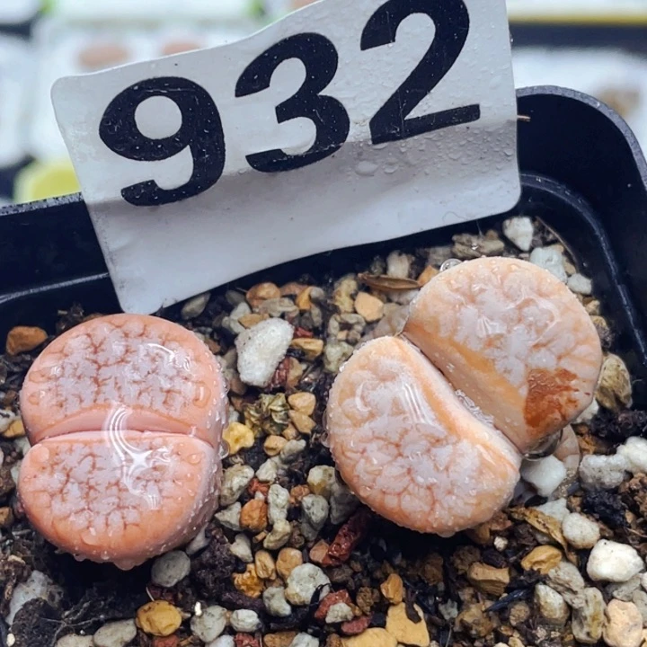 932拿铁c309a母本带盆