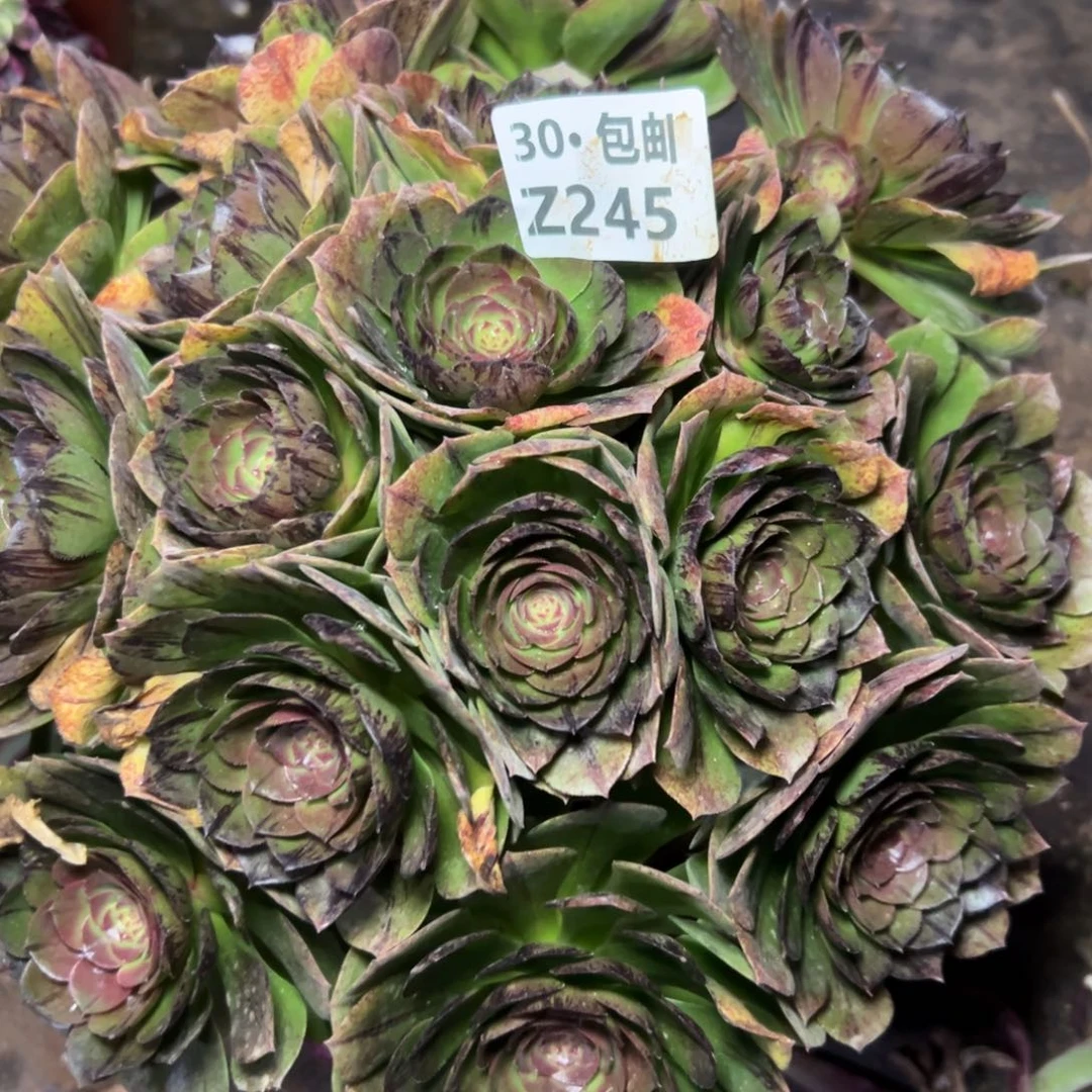 245万拉丝多肉法师