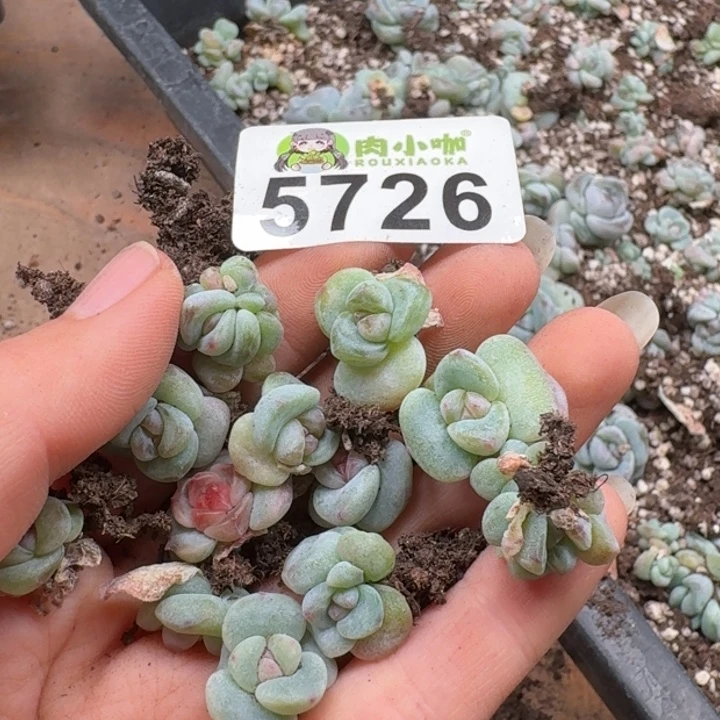 大***妮多肉植物多肉植物