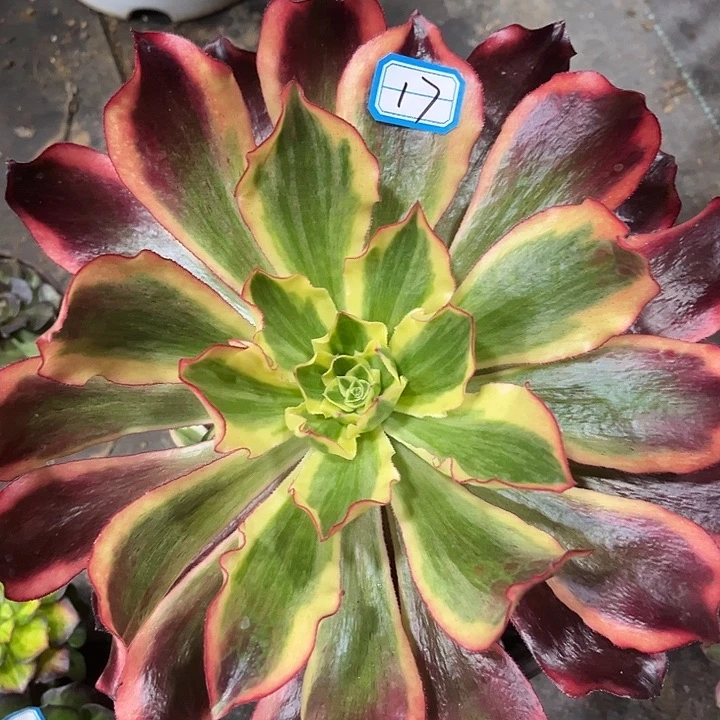 17魅影完美手捧法师