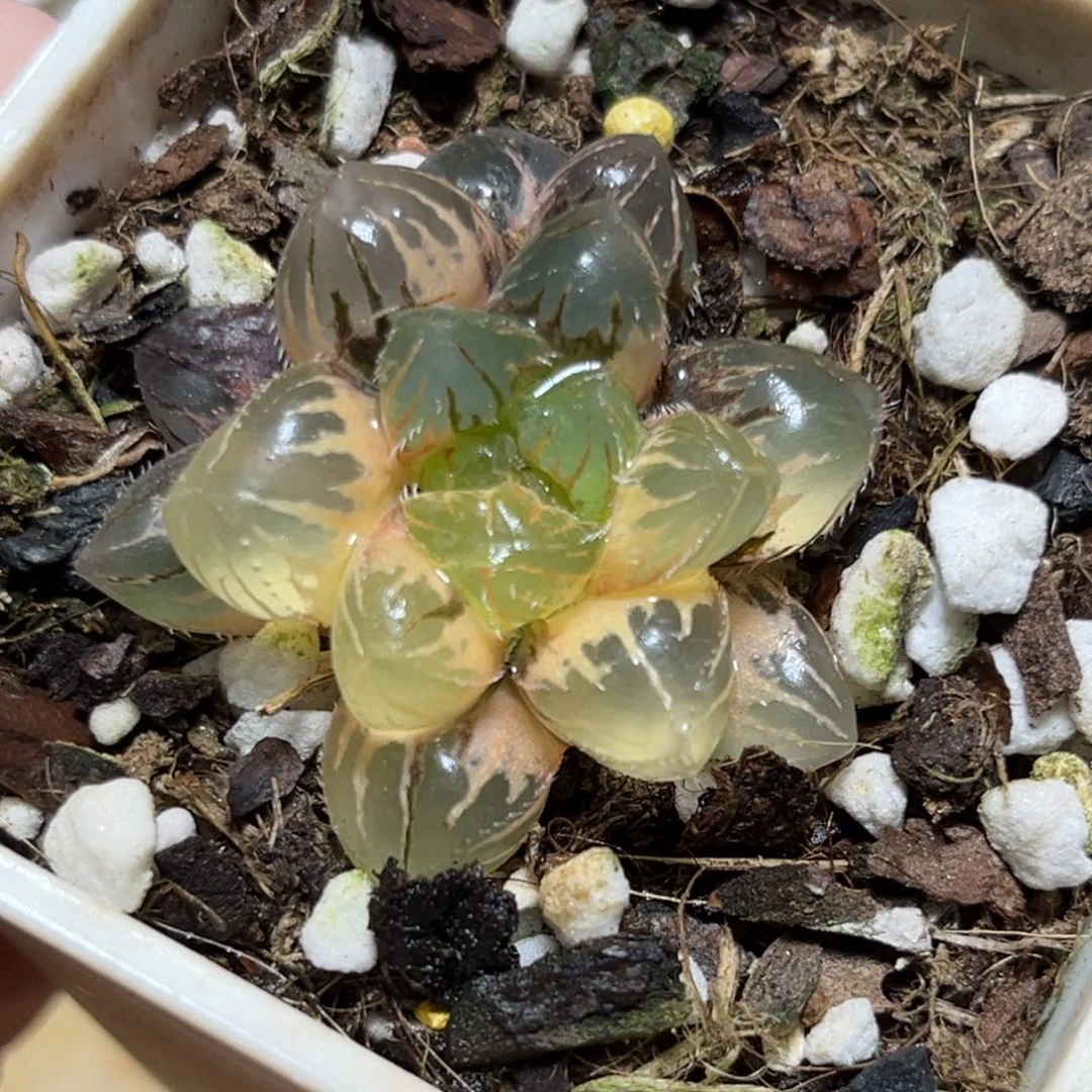 恭喜发财大吉大利987