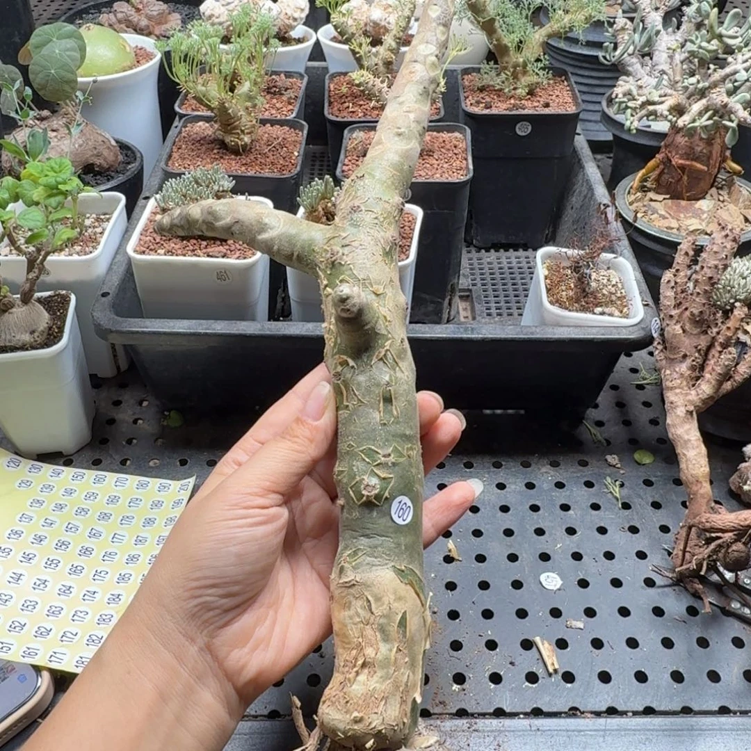 尘***海阿房宫160仙人掌球