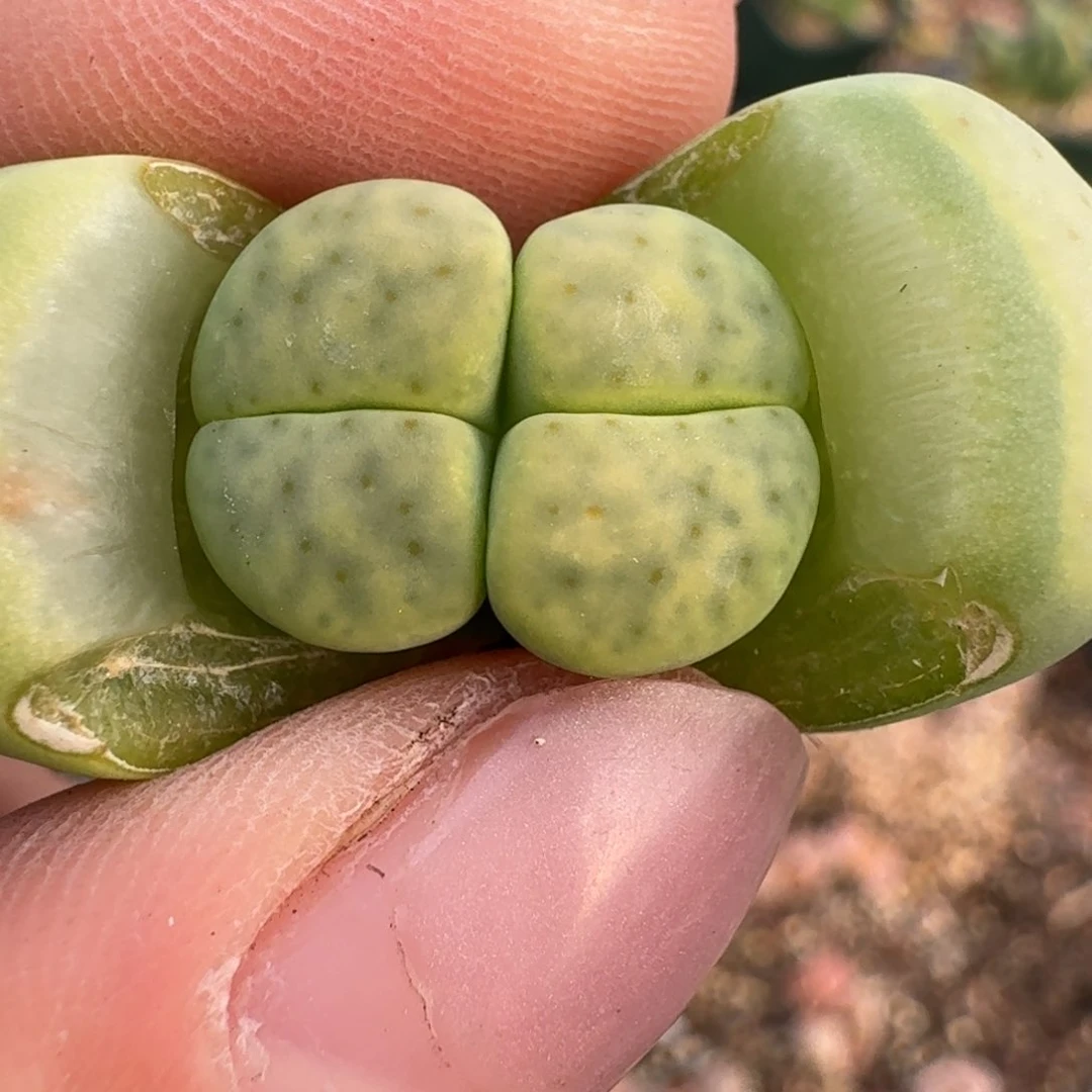 1174一颗866666的那就更完美