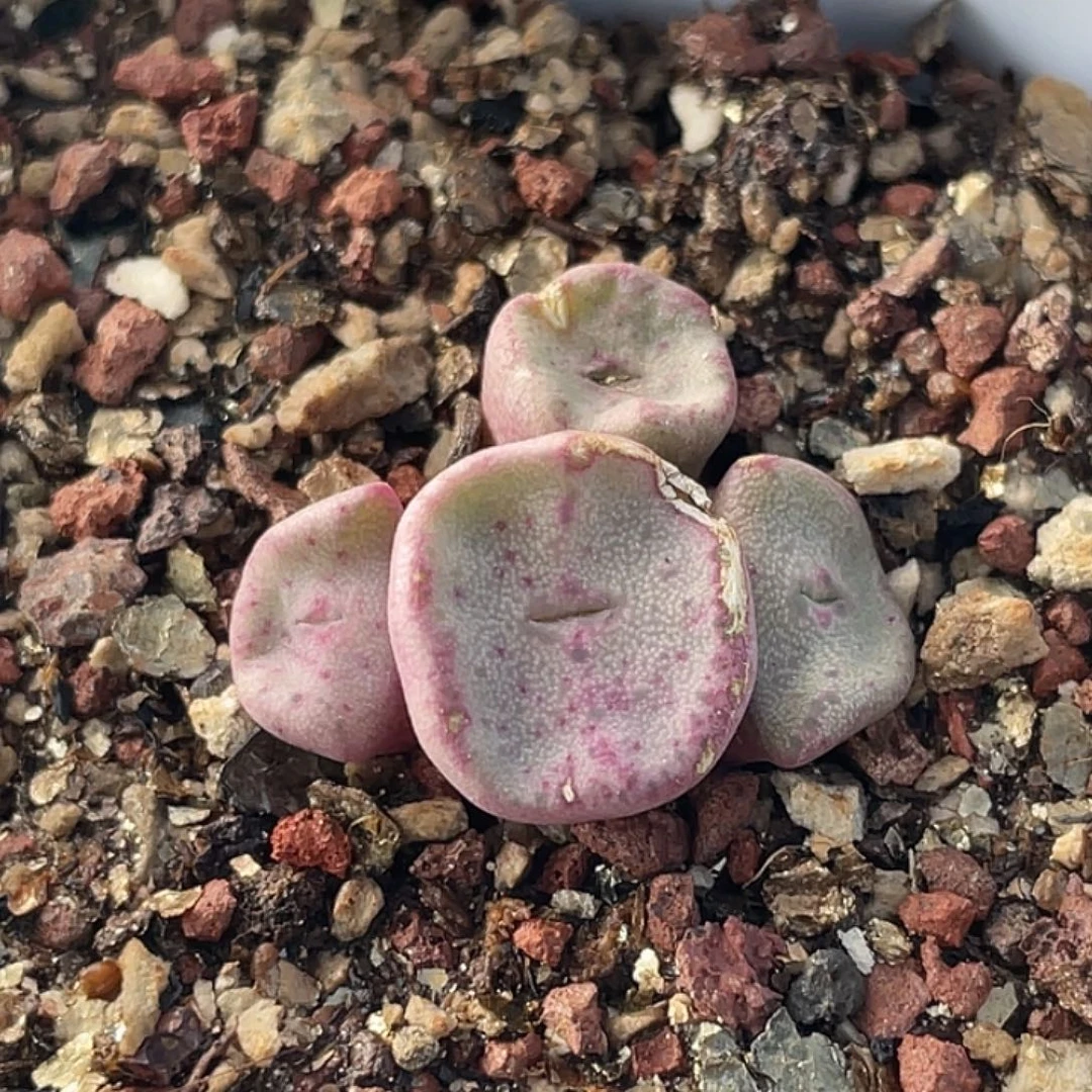 28-88方碗多肉植物