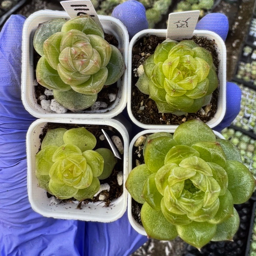 欧泊20粒，必拍款镇店之宝