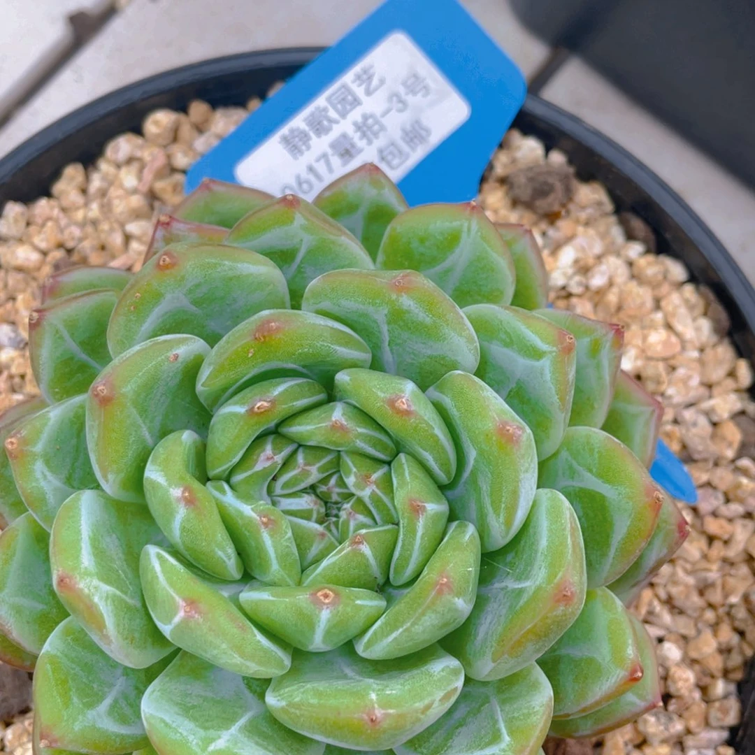 0617-3-雪花珍妮大单头一颗