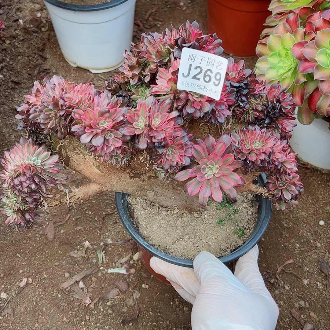 269缀化尺寸28左右