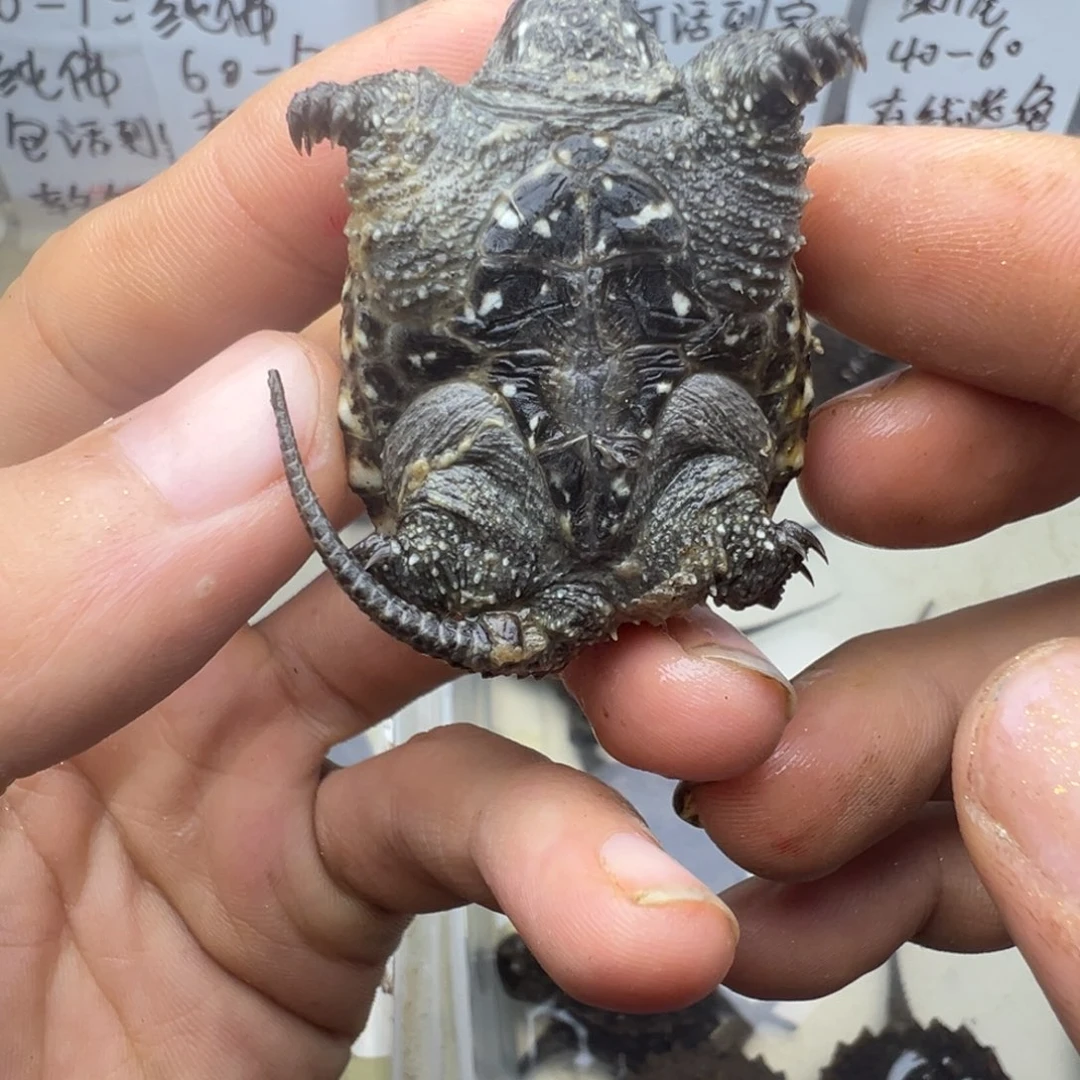 小鳄龟不分公母不退不换