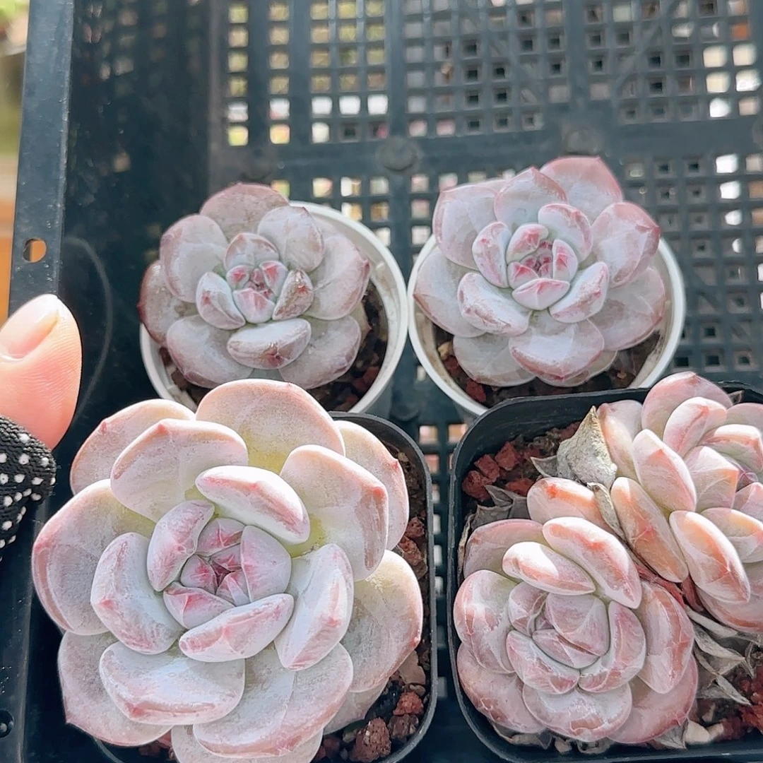 锄***工多肉0830-106石榴籽星影
