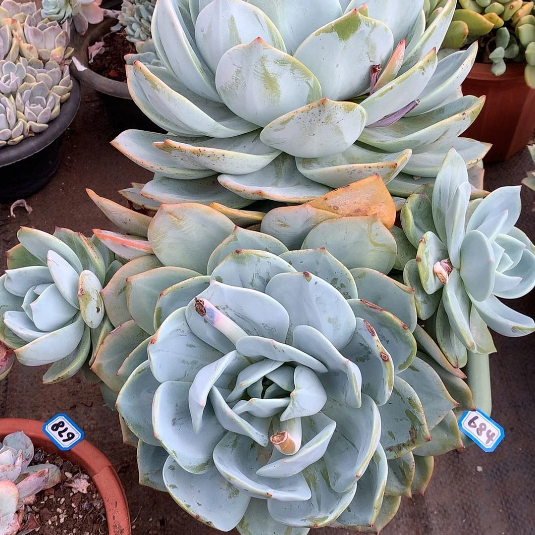 684凤橙一物一拍多肉