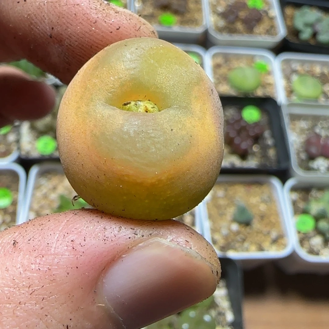 2.2+漂亮多肉植物62