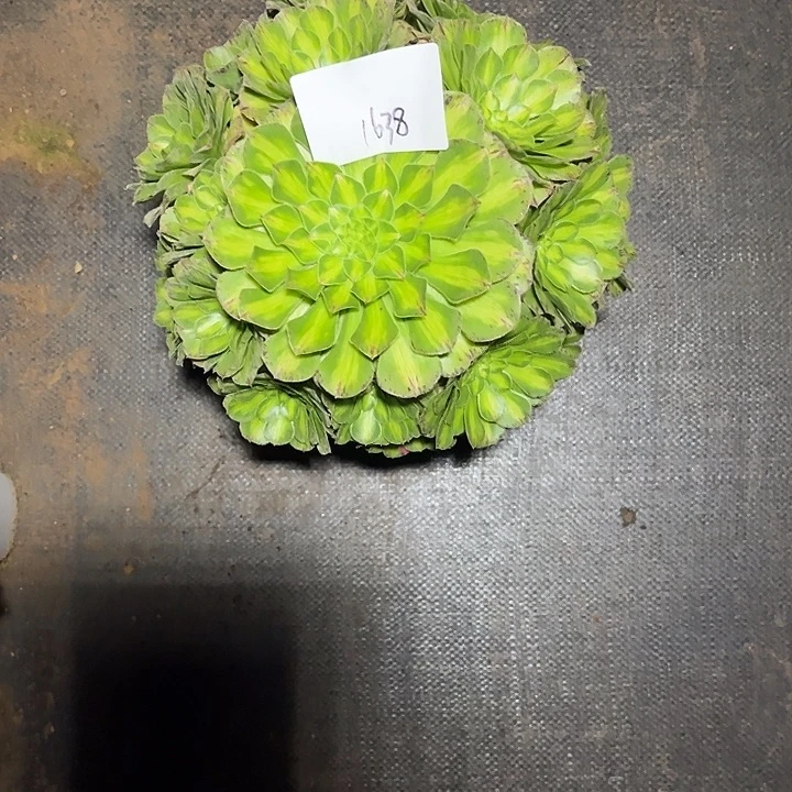 知否多肉植物保护1638
