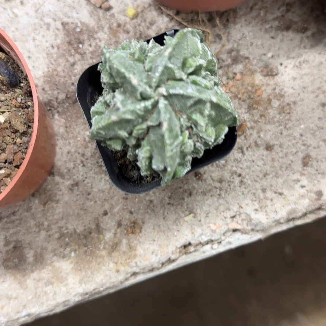 花花花花花花花呗好好好好