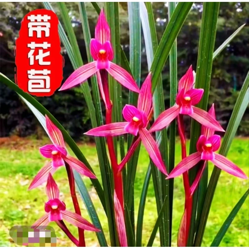 春剑名品【都江红素】 2苗 终身包对版 放心购买