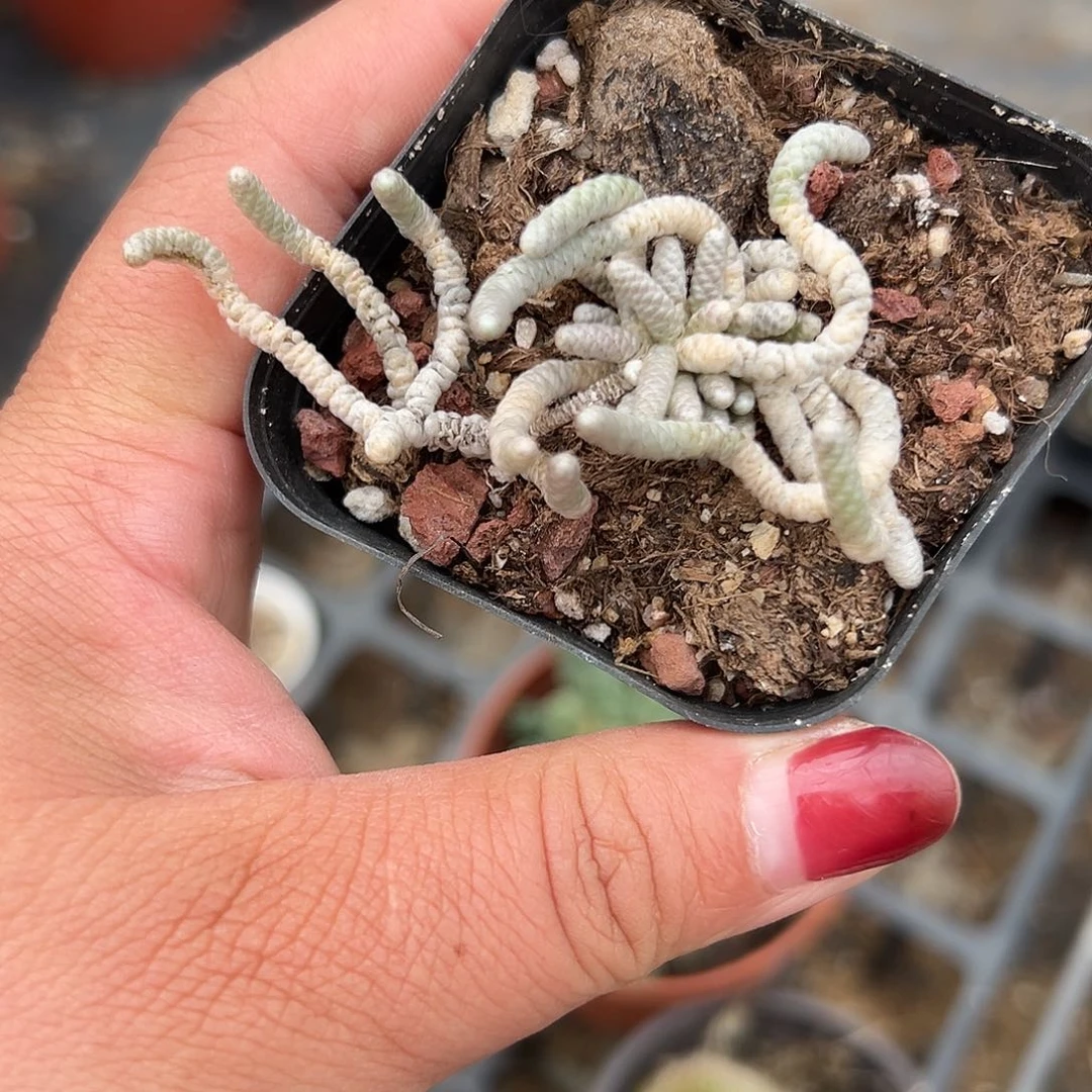 多肉植物多肉植物
