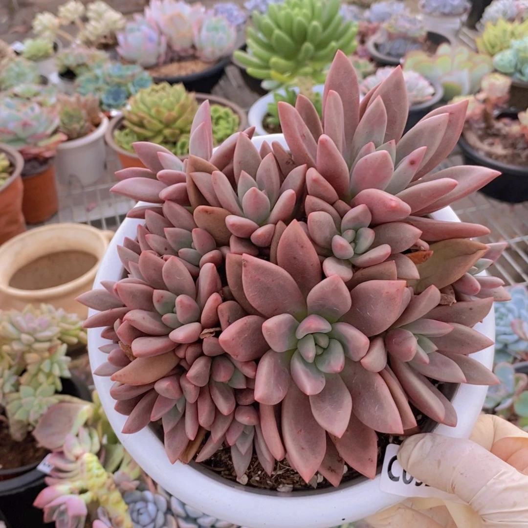9206桃花源一物一拍