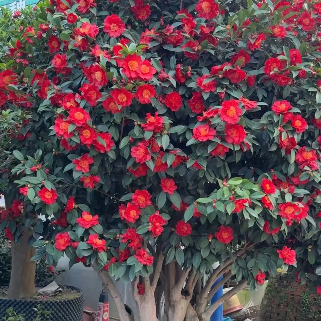 【老桩茶花树】 别墅庭院造景大型绿植茶花树