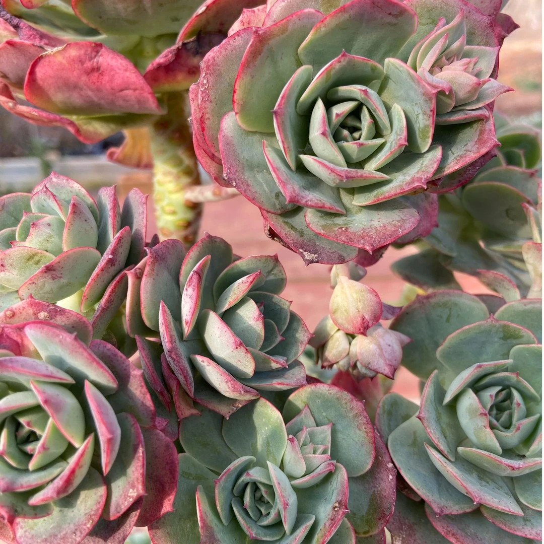 克罗地亚玫瑰脱土多肉盆栽好看好养