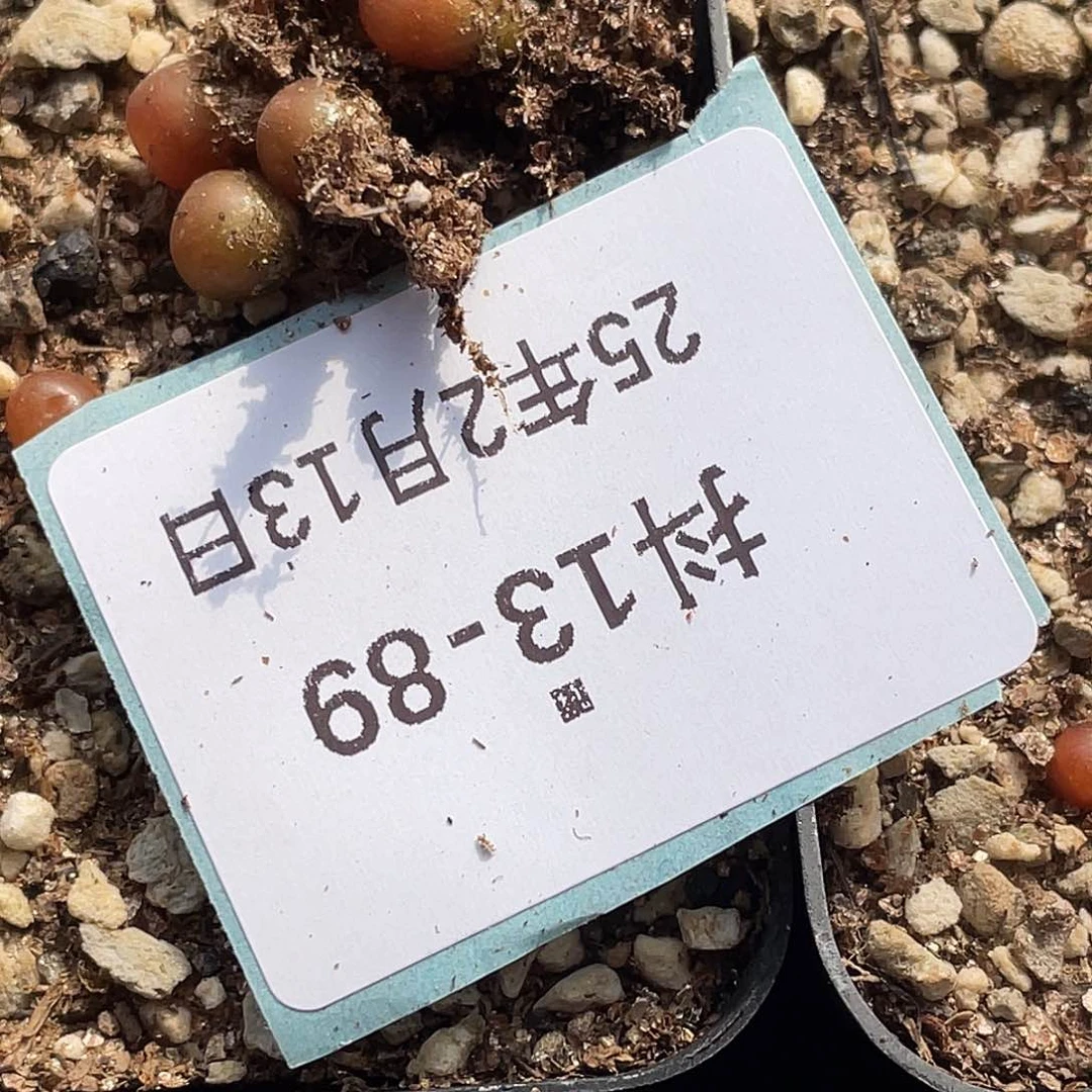 木*13-89肉锥多肉植物