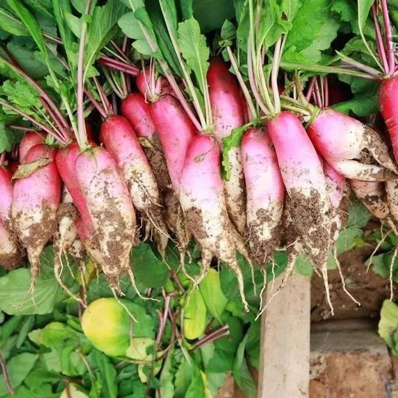 【大粉水萝卜种子】水萝卜生吃萝卜种子小红萝卜种子进口粉萝阳台