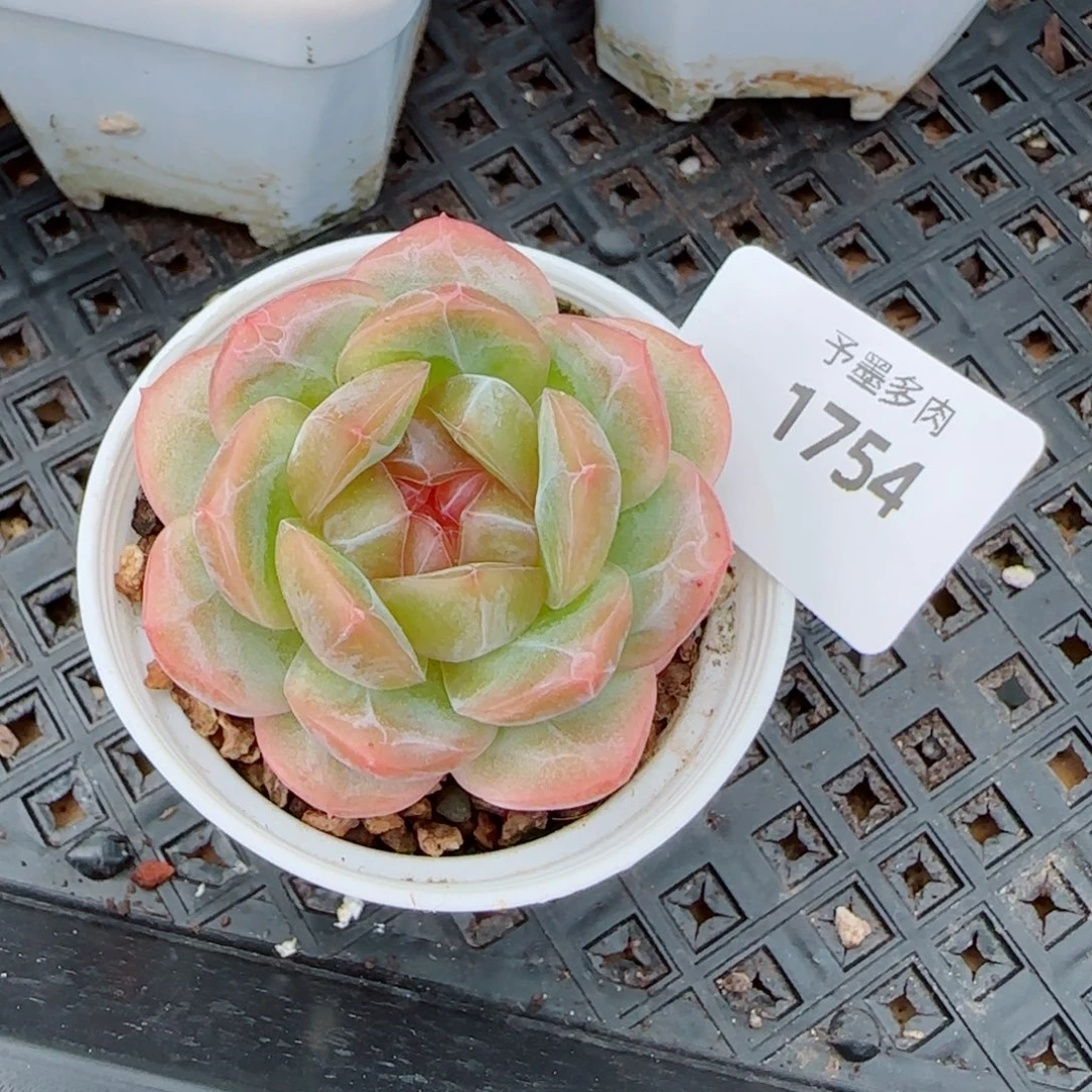 栀子花，1754多肉植物