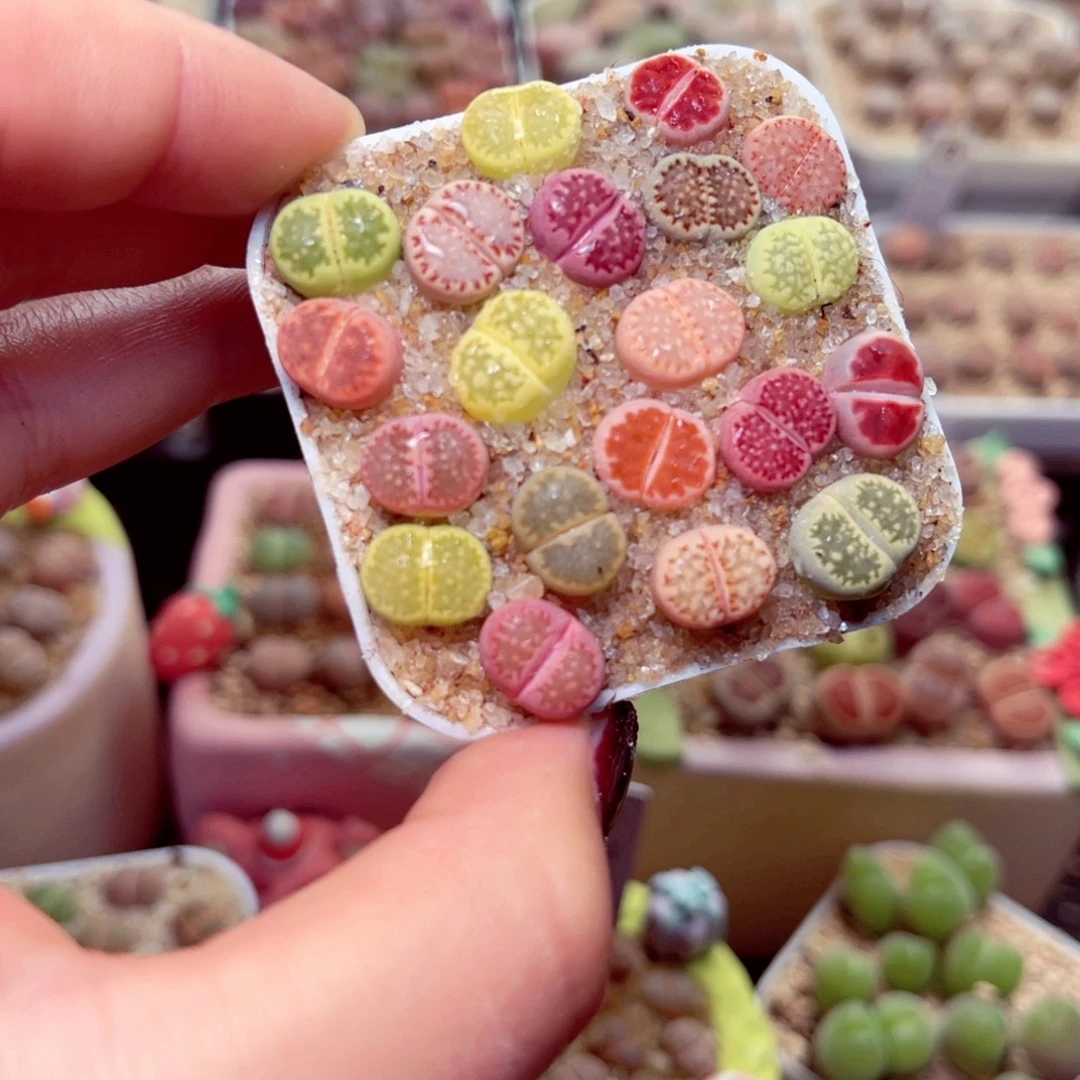 94号带上带盆盆包邮发货