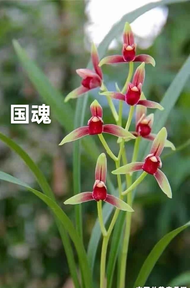 兰花好养裸根发货