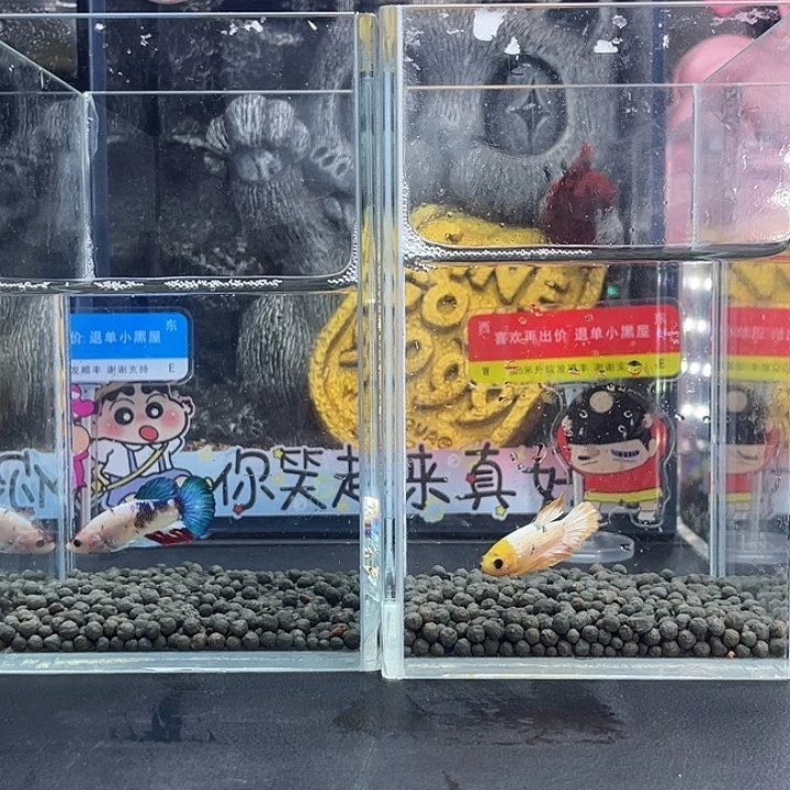 斗鱼20号926早两只